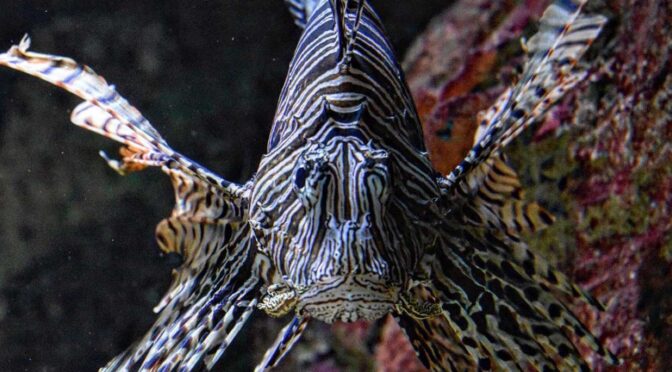 Visite du Grand Aquarium de Saint-Malo