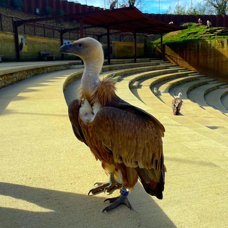 Les 1ere animalerie au Bioparc de Doué-la-Fontaine