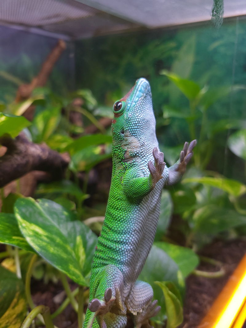 visiter au Refuge Terrarium de Kerdanet