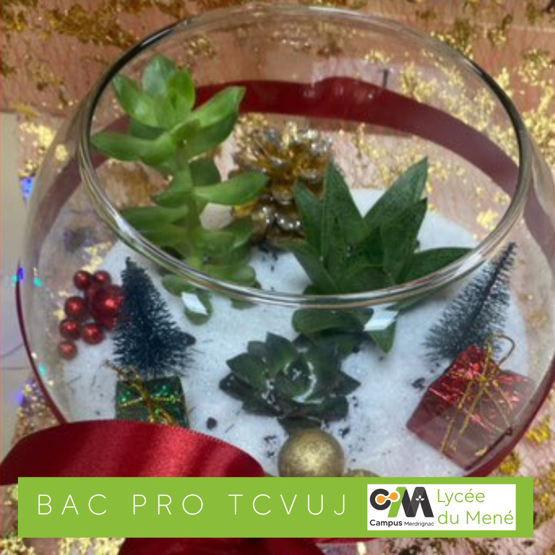 L’Animation de Noël à ne pas manquer