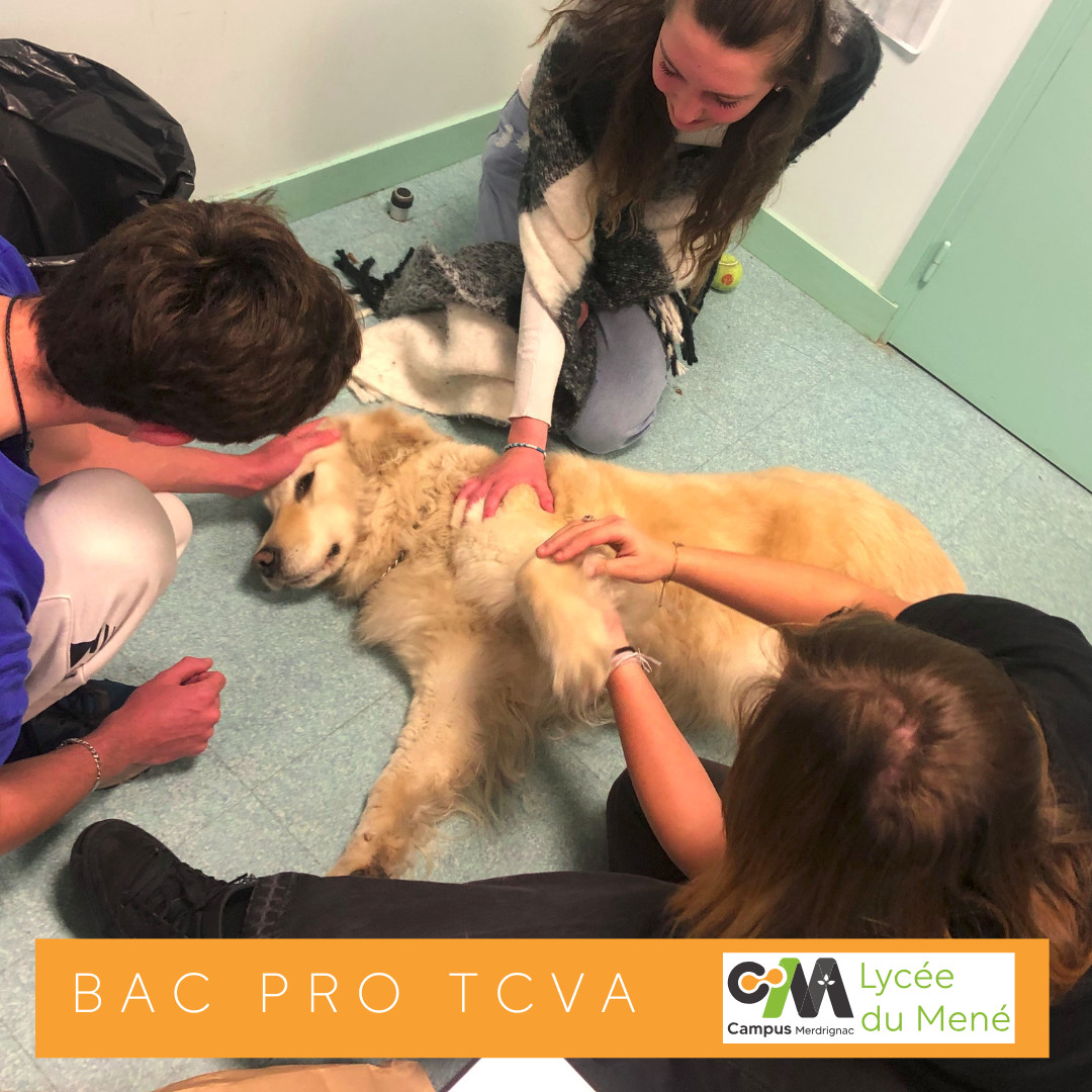 Module toilettage en seconde pro animalerie