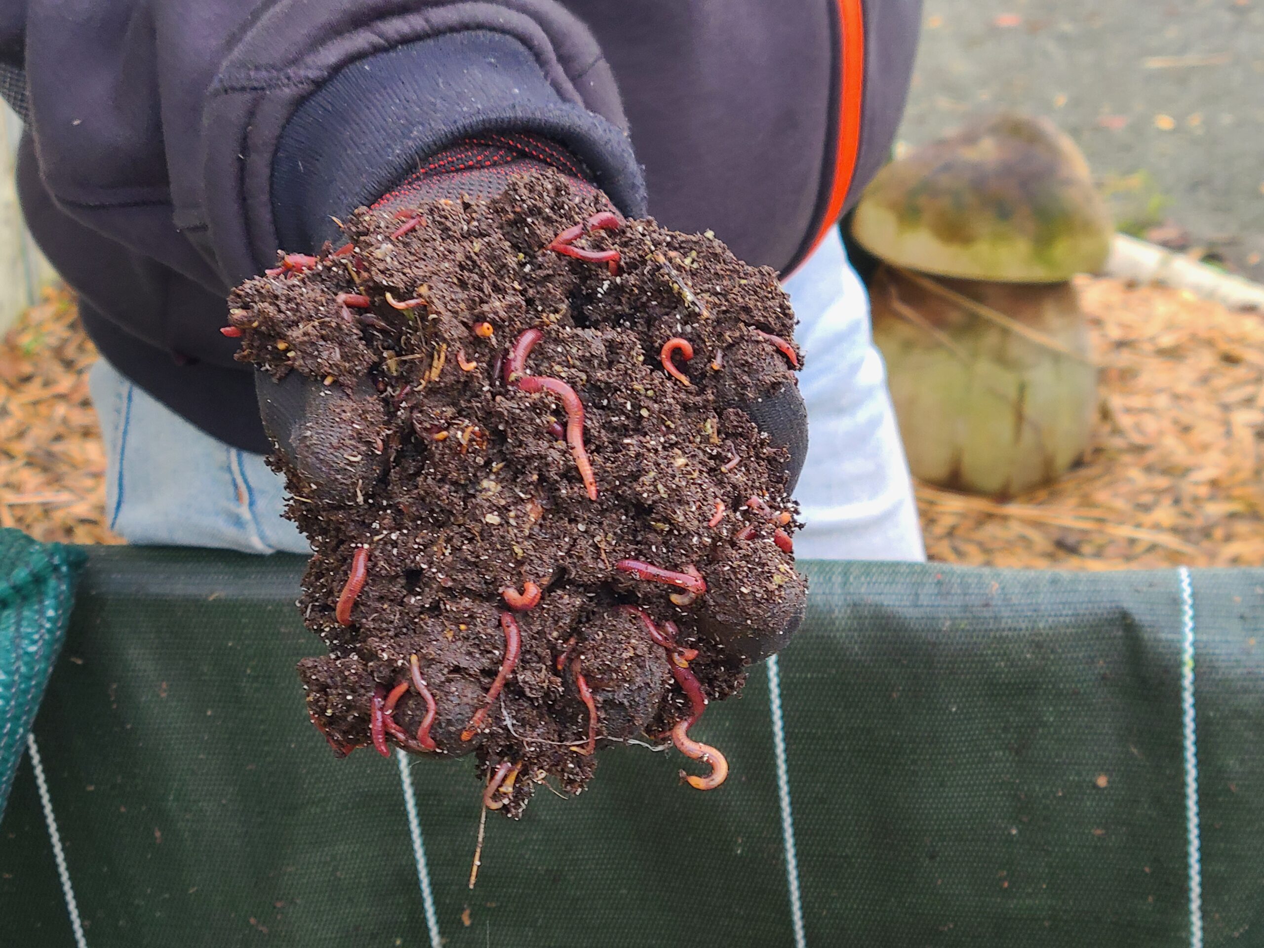 Visite chez une lombricultrice