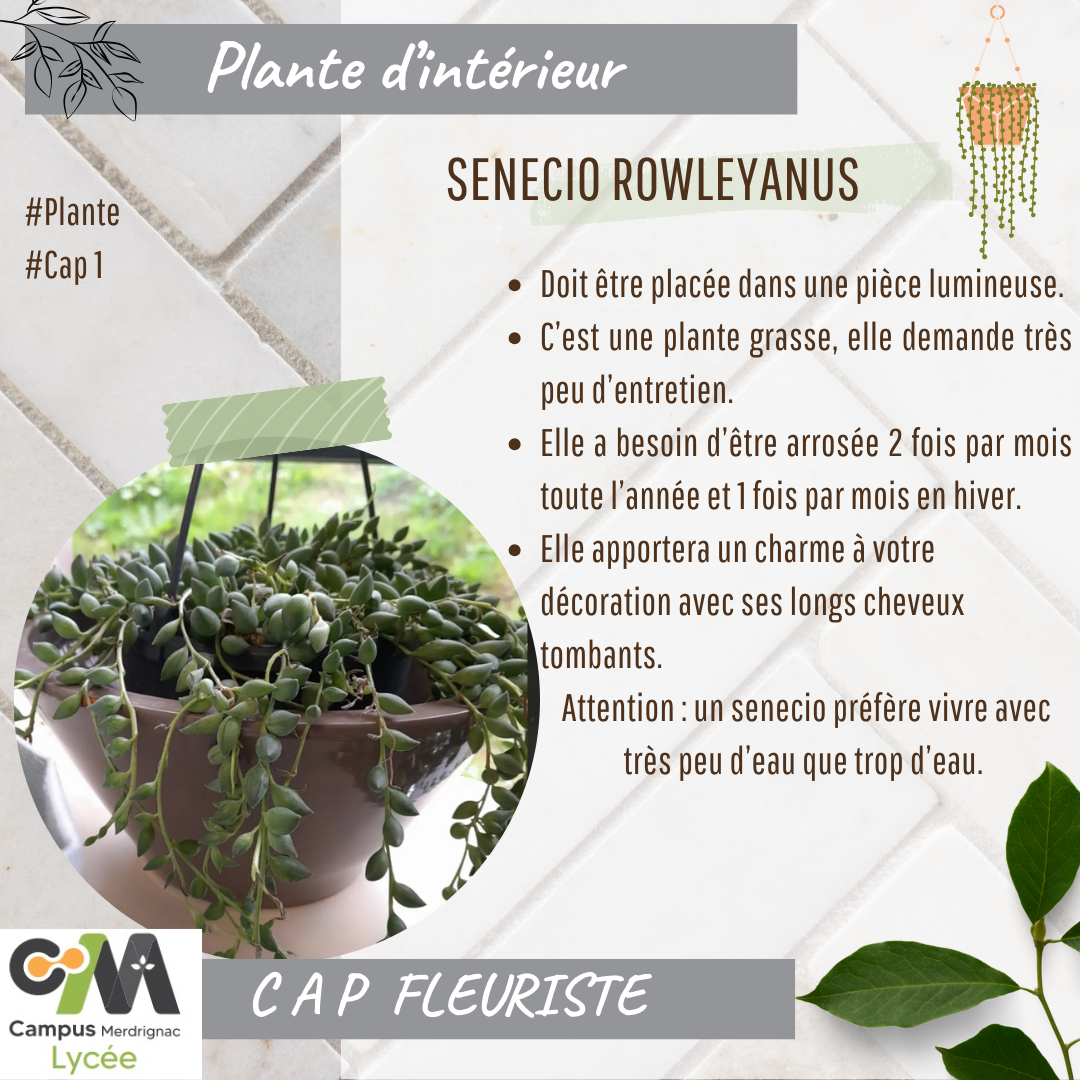 La SENECIO ROWLEYANUS par les fleuristes !