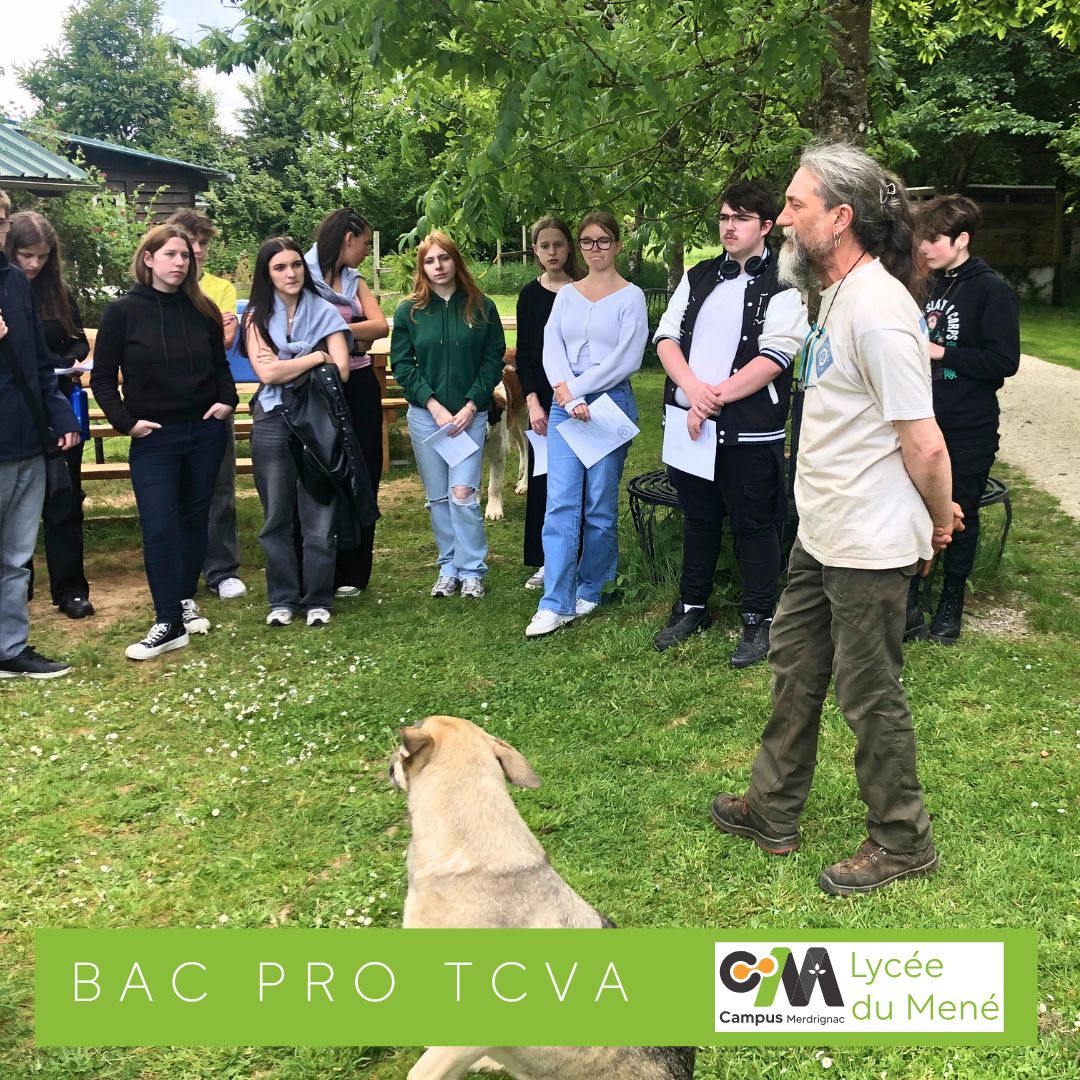 L’EIE Faune Sauvage au refuge Lupi-Les loups