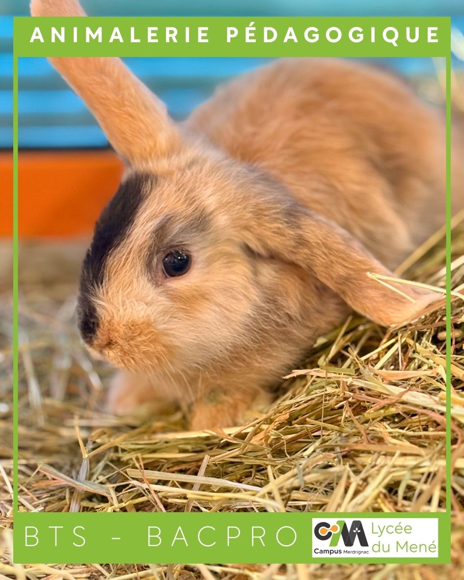 Nouveaux arrivants à l’animalerie pédagogique de Merdrignac !